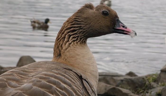 Pink-footed Goose