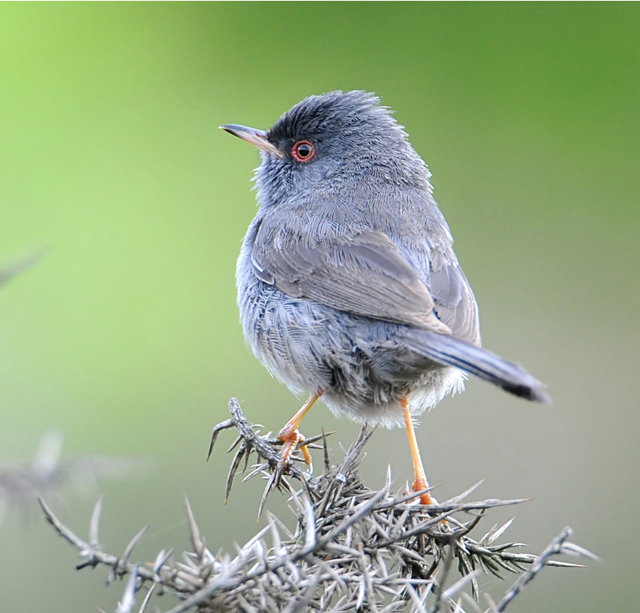Marmora's Warbler