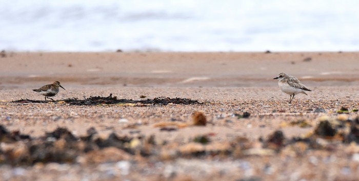 Greater Sand Plover