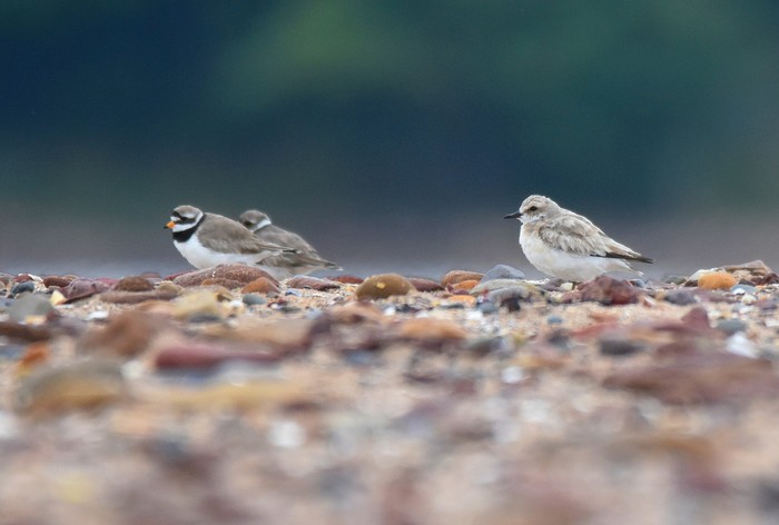 Greater Sand Plover