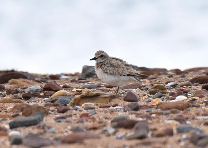 Greater Sand Plover