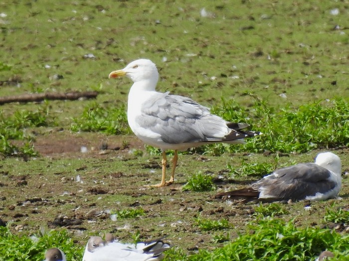 Yellow-legged Gull