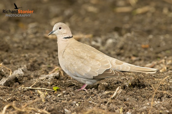 Collared Dove