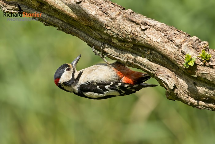 Great Spotted Woodpecker