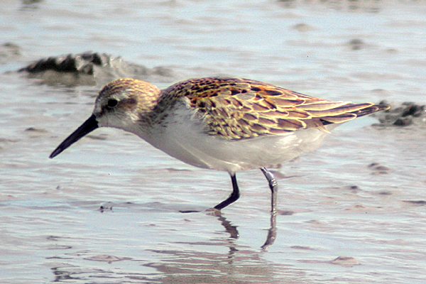 Western Sandpiper