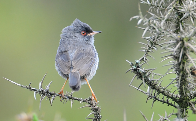 Marmora's Warbler