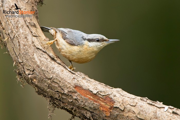 Nuthatch