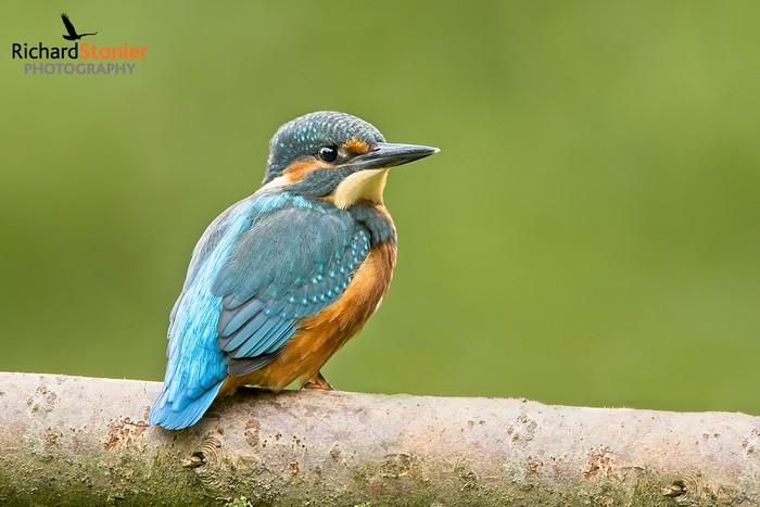 Kingfisher