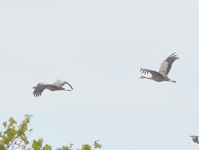 Common Crane
