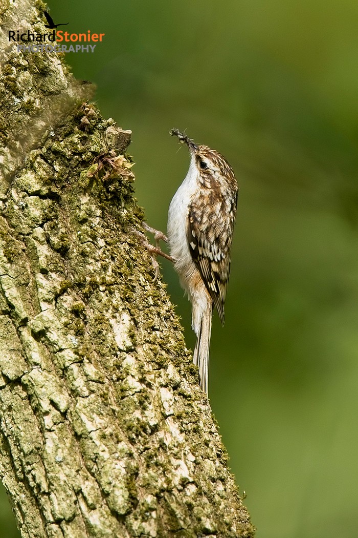 Treecreeper