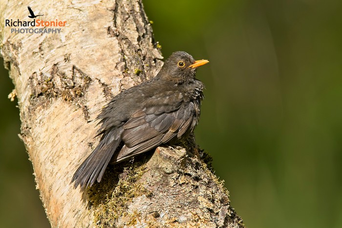Blackbird