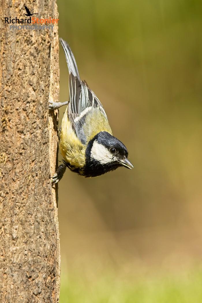 Great Tit