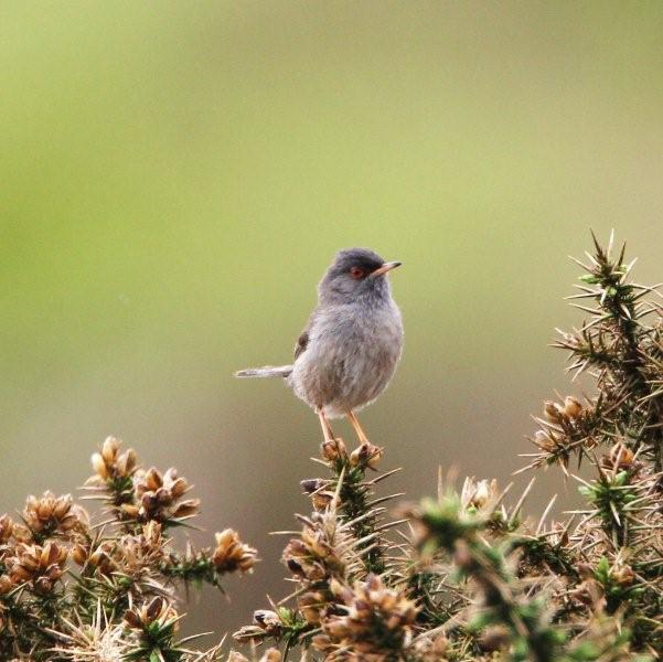 Marmora's Warbler