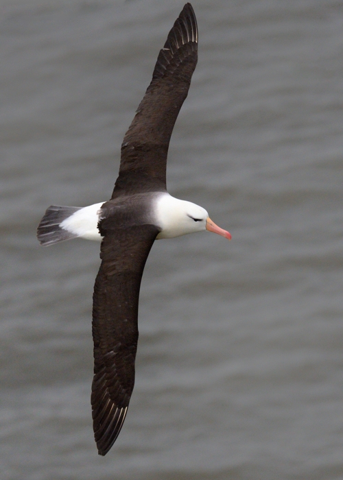 Black-browed Albatross
