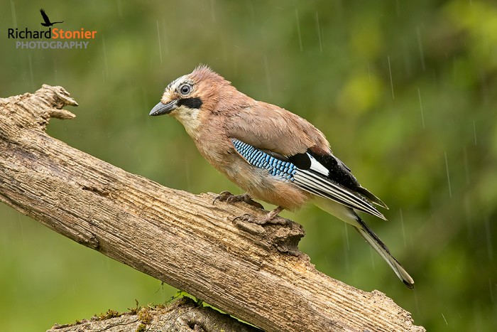 Jay