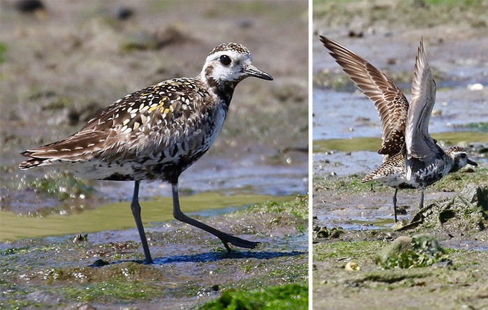 Pacific Golden Plover