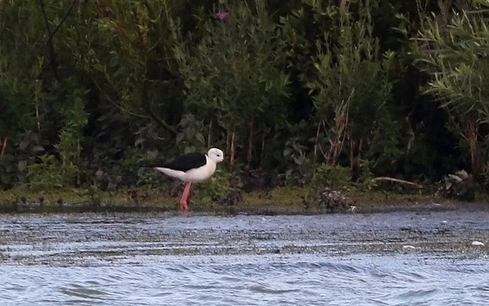 Black-winged Stilt