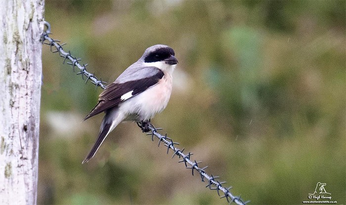 Lesser Grey Shrike