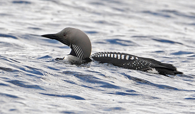 Black-throated Diver