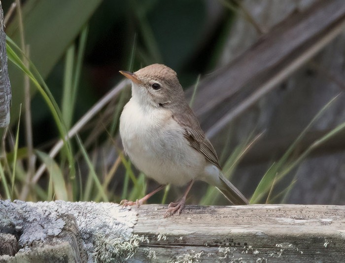Booted Warbler