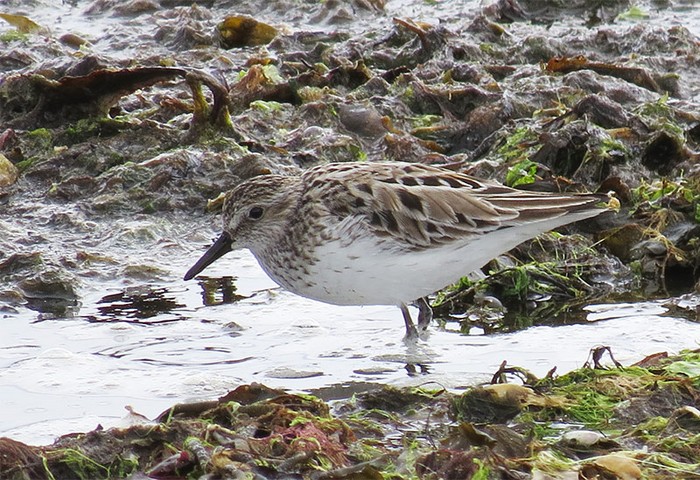 Semipalmated Sandpiper