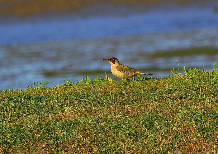 Green Woodpecker