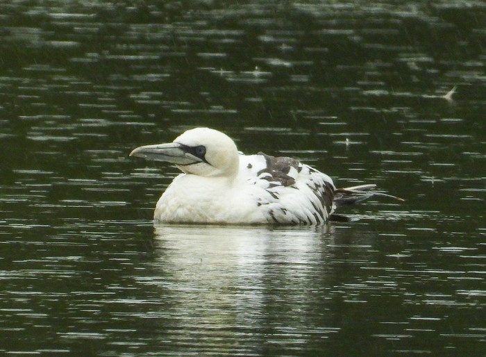 Gannet