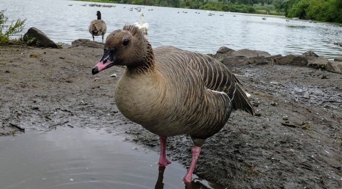 Pink-footed Goose