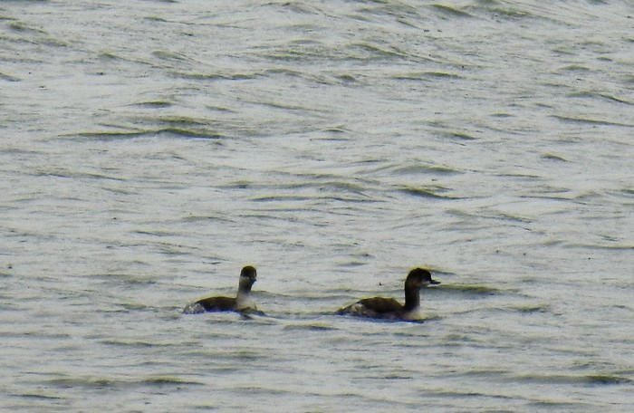 Black-necked Grebe