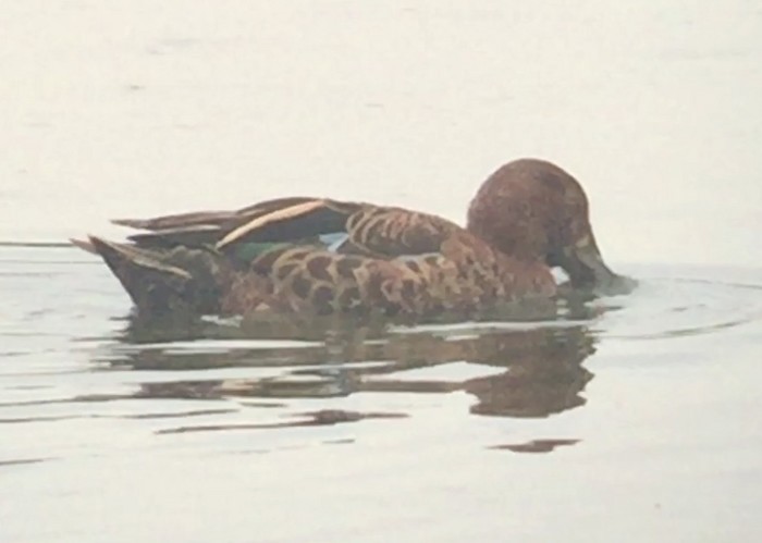 Cinnamon Teal