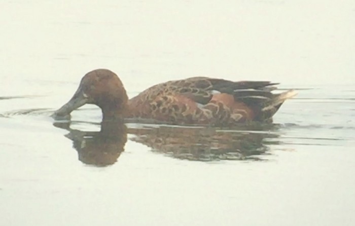 Cinnamon Teal