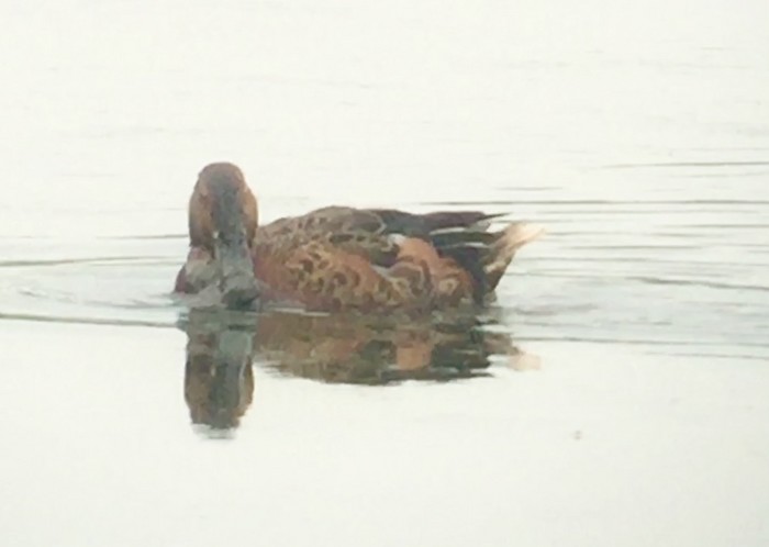 Cinnamon Teal