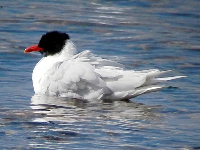 Mediterranean Gull