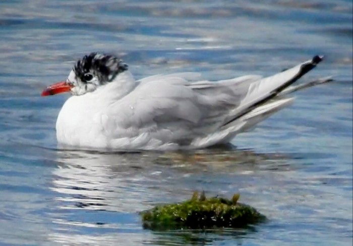 Mediterranean Gull