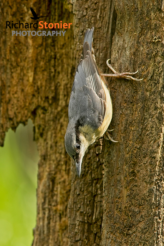 Nuthatch