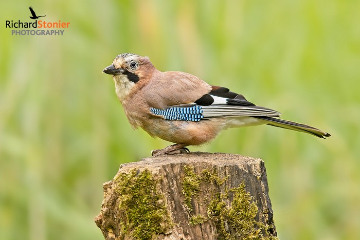 Jay