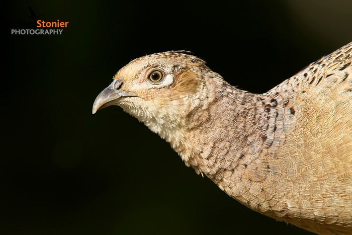 Pheasant