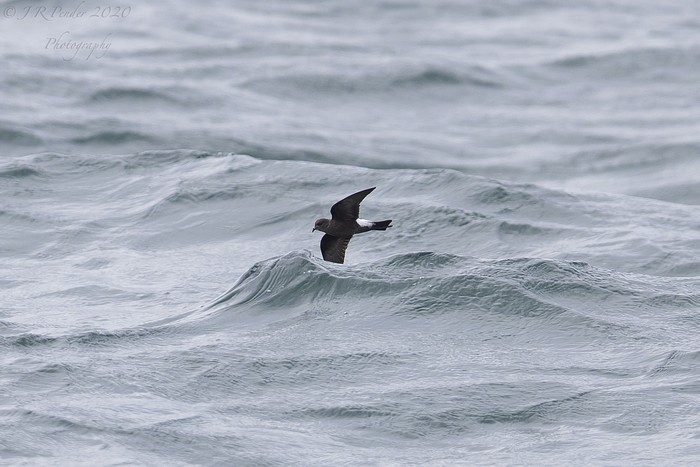 Wilson's Petrel