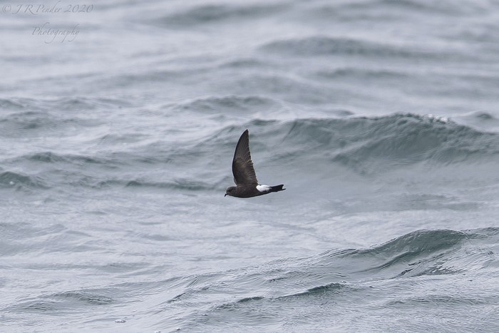 Wilson's Petrel