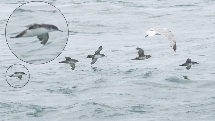 Yelkouan Shearwater