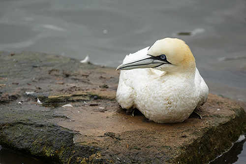 Gannet