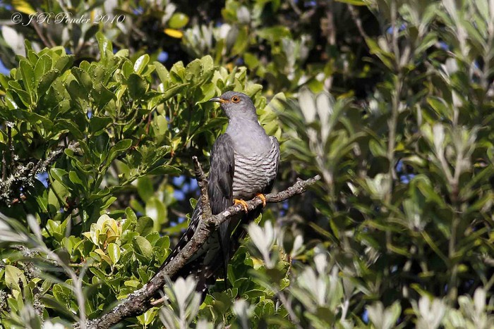 Cuckoo