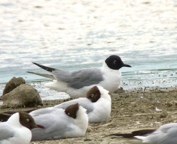 Bonaparte's Gull