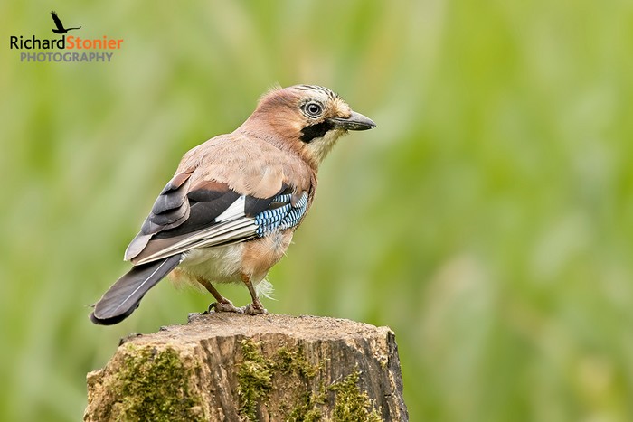 Jay