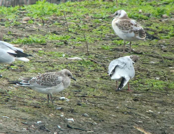 Mediterranean Gull