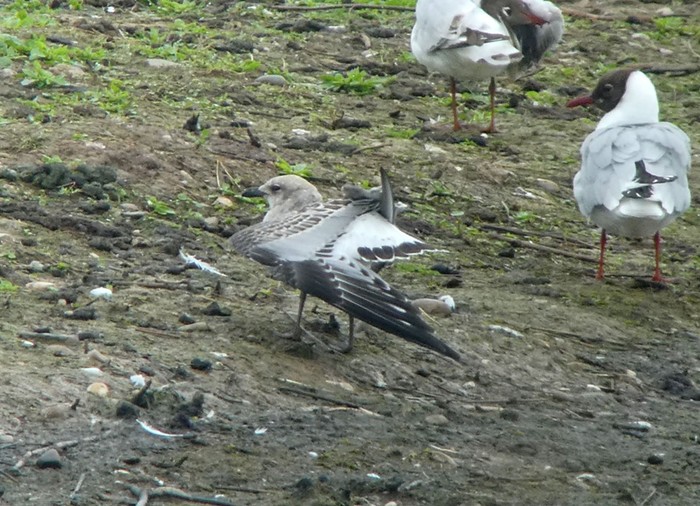 Mediterranean Gull