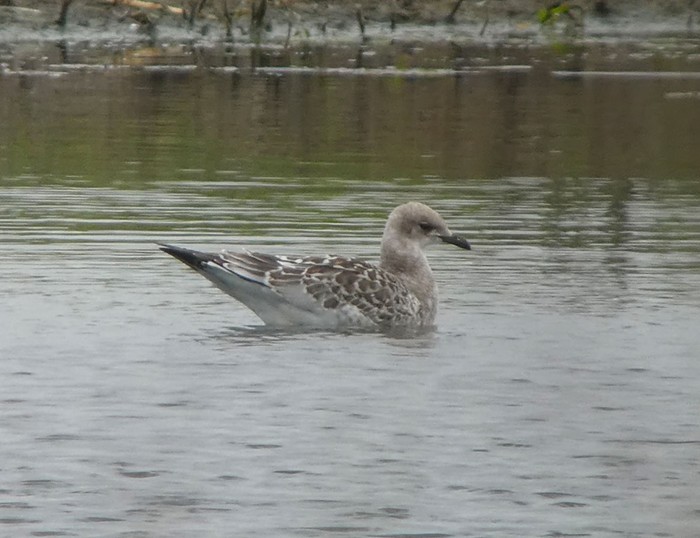 Mediterranean Gull