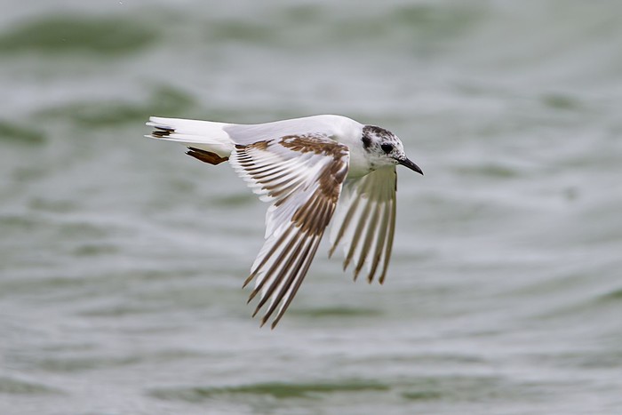Little Gull
