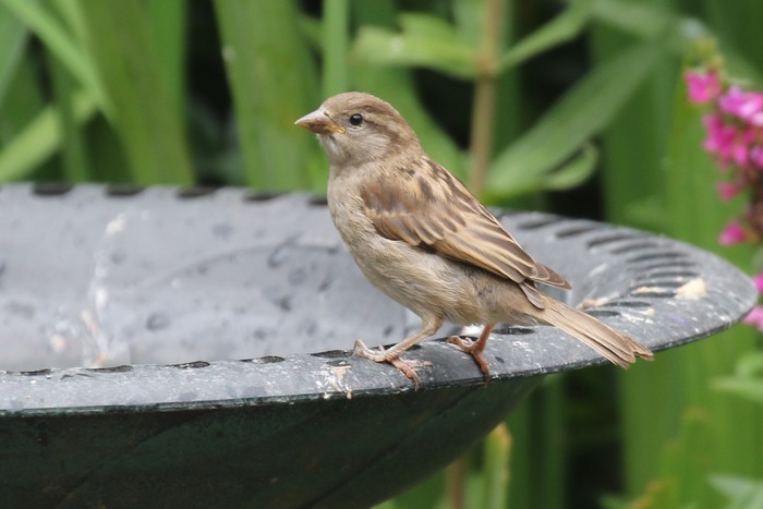 House Sparrow