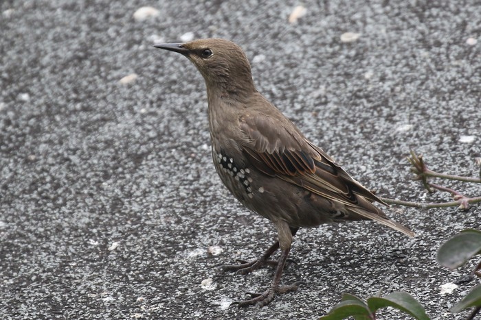 Starling